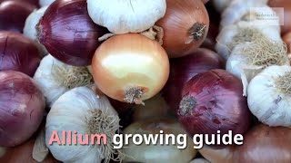 Allium Growing Guide Garlic Onion  All You Need to Know to Get Started  by Gardeners HQ [upl. by Akinod195]