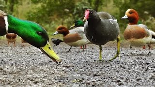 Ducks Quacking  Featuring Mallard Duck Wigeon Moorhen Rook and Mute Swan [upl. by Adnaluy725]