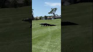 Large alligator strolls across the Rotonda Golf amp Country Club Palms Course in Florida [upl. by Colin]