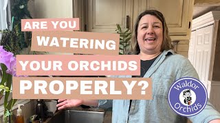 Are You Watering Your Orchids Properly [upl. by Robins]