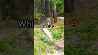 whitetiger tiger animals wild animals lion  Vilupt prajati white tiger [upl. by Macdermot484]