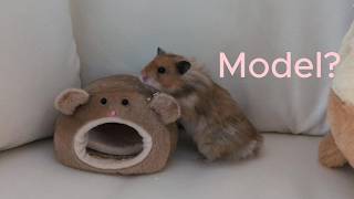 Cuteness Overload Toto the Hamster Models with His Bear Hideout 🐹🐻  Adorable Pet Photoshoot [upl. by Rubenstein]