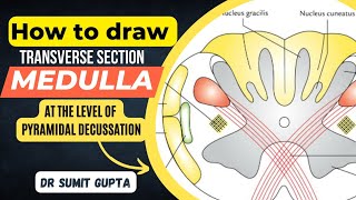 Transverse Section of Medulla  TS of Lower Part of Medulla at Pyramidal Decussation [upl. by Coco]