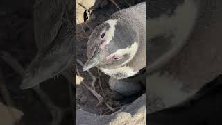 17th Magellanic Penguin Colony Census in Patagonia Argentina shorts [upl. by Naitsabas717]