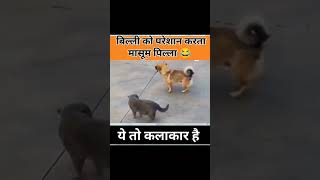 animal Masti 😎 meme shortsvideo animalmemes dogmemes catmemes dogcatvideos funnymemes memes [upl. by Alyson]