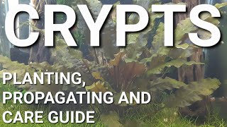 How To Prepare Propagate and Plant Your Cryptocoryne [upl. by Meldon724]