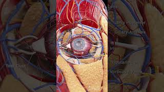 Explore the Intricate Anatomy of the Eye [upl. by Harbot965]