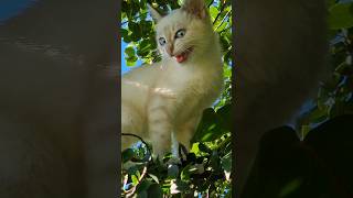 I Rescued A Feral Kitten Stuck In A Tree [upl. by Akinimod574]