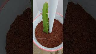 27 how to propagate dragon fruit plant from cuttings for beginners dragonfruit shorts [upl. by Ellenaj749]