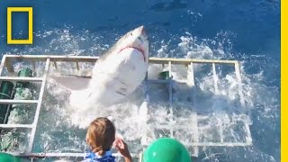 Diver Narrowly Escapes When Great White Shark Breaks Into Cage  National Geographic [upl. by Assedo96]