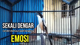 Suara Cendet Gacor Toet Toet Buka Isian Pancingan Khusus Bikin Cendet Gacor Full Isian Gereja Tarung [upl. by Yelbmik575]