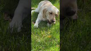 there is nothing tastier for a dog than a bone 🦴 labrador dog music food tasty cute shorts [upl. by Ahsoyem743]