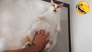 He’s so dramatic 🤣The Funniest Cat Video [upl. by Mochun]