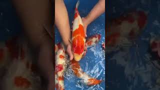 Ginrin Kohaku  Trắng Đỏ   Maruyama Koi Farm koi cakoi koifish cákoi koifishpond koisfish [upl. by Terchie]