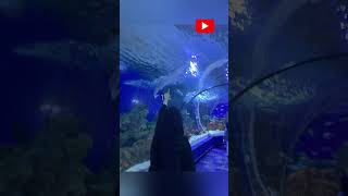 fakieh aquarium saudiarabia jeddah fakiehaquarium saudivlog viral aquarium touristplace [upl. by Akeim]