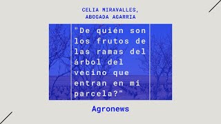 quotDe quién son los frutos de las ramas del árbol del vecino que entran en mi parcelaquot [upl. by Enomis]