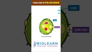 STRUCTURE OF POLLEN GRAIN  MALE GAMETOPHYTE  BioLearn [upl. by Larina]