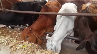 Best Cows of NDRI Karnal and their management [upl. by Abdel]