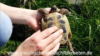 Unterschied zwischen Schildkröten Männchen und Weibchen [upl. by Elayor]