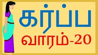 வாரம் 20  Pregnancy  Tamil  Week 20 [upl. by Mizuki]