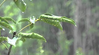 Bruit de pluie sur toit pour un sommeil profond en 10 minute Pluie dans jungle brumeuse pour dormir [upl. by Anwad]