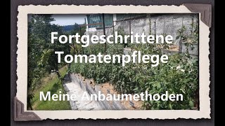 Fortgeschrittene Tomatenpflege  Meine Anbaumethoden [upl. by Asilram]