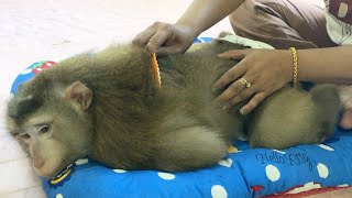 Jason Sleep So Fascinating Satisfied To Comb Fur After Fresh Bath [upl. by Song]