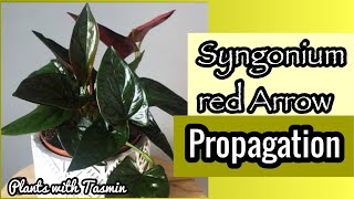 Syngonium red Arrow propagation  How to propagate Syngonium red arrow  hanging plant propagation [upl. by Tracay]