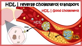 HDL  Reverse cholesterol transport [upl. by Anai188]