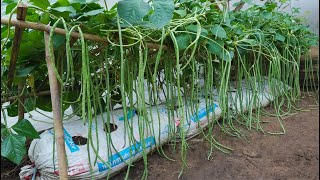 Unique method Growing cowpeas in soil bags gives excellent yields [upl. by Orpheus]