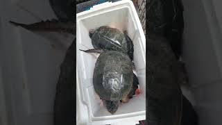 Big ole SNAPPERS outdoors snappingturtles youtube fishing crazy biggboss [upl. by Lavena]