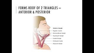 Deep Cervical Fascia PPT Slide Presentation [upl. by Eimas973]