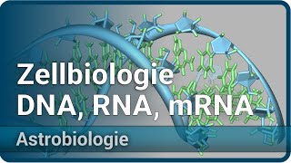 Zellbiologie und RNAWelt • DNA RNA mRNA und Proteine • Astrobiologie 3  Aleksandar Janjic [upl. by Raskin]