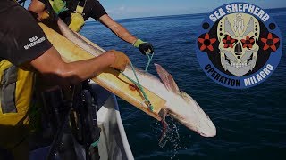 Op Milagro V  Saving the First Totoaba of the Season and More [upl. by Nylloc643]