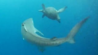 Crafty Turtle Avoids Being Tiger Sharks Dinner [upl. by Esinyt]