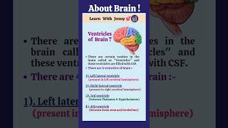 About Brain🧠 —Part 4 Ventricles of the Brain 🤔 youtubeshorts viral shorts learnwithjenny [upl. by Yarahs905]