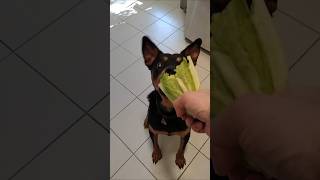 Willow the blind rottie eating lettuce [upl. by Isyad220]