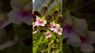 Anggrek Encyclia orchids Encyclia [upl. by Zelma581]