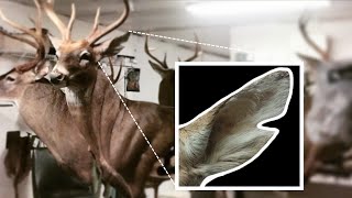 HOW TO REPAIR AND MOUNT SPLIT EARS SUPER EASYWHITETAIL TAXIDERMY [upl. by Kcirad]