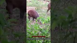 Babi sekelompok besarsorts hunting wildboar berburu [upl. by Amelus]