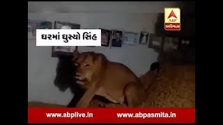 Lion enters house in Amreli [upl. by Assin]