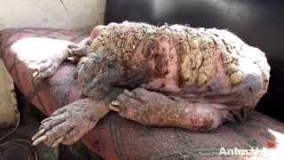 Aweinspiring recovery of a dog turning to stone from mange [upl. by Nosreh]