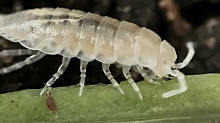 Niambia capensis Isopod Care Guide [upl. by Jacklyn645]