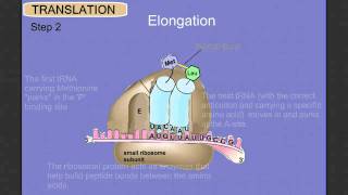 Protein Synthesis Stage 2 Translation [upl. by Nnylekoorb94]