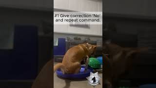 Proven K9 Training Howto use our Dog Pushupquot Method [upl. by Schoof171]