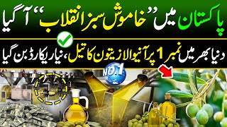 Big Olive oil Extraction in Pakistan   Olive oil Farming  Made In Pakistan [upl. by Barris]