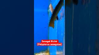 Senegal Bichir FISH Polypterus senegalus  Coxs Bazar  🇧🇩 fishaquarium fish [upl. by Kciredec]