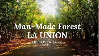 What to Expect MANMADE FOREST Side Trip  LA UNION Elyu TOUR  Paloair Luna Forest Tourist Spots [upl. by Aeli]