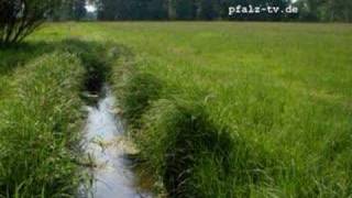 Hör Bilder  Naturgeräusche  Grillen zirpen auf einer Wiese  Sounds of Nature [upl. by Onoitna]