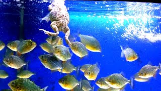 piranha fish vs frogs  live feeding piranha fish  warning live feeding [upl. by Salbu]